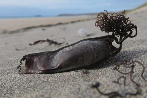 Eggcase hunt