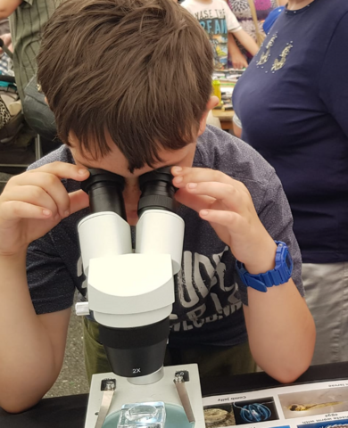 Species through a microscope